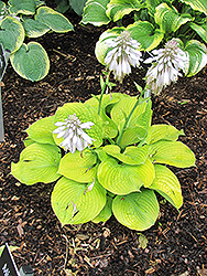 Faith Hosta (Hosta 'Faith') at Lakeshore Garden Centres