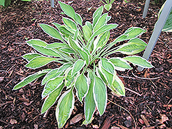 Juha Hosta (Hosta 'Juha') at Lakeshore Garden Centres
