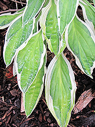 Juha Hosta (Hosta 'Juha') at Lakeshore Garden Centres