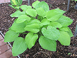 Golden Sunburst Hosta (Hosta 'Golden Sunburst') at Lakeshore Garden Centres