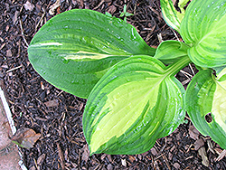 Center of Attention Hosta (Hosta 'Center of Attention') at Lakeshore Garden Centres