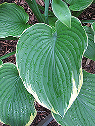Leading Lady Hosta (Hosta 'Leading Lady') at Lakeshore Garden Centres