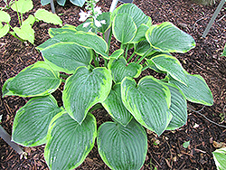 Mayan Moon Hosta (Hosta 'Mayan Moon') at Lakeshore Garden Centres