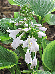 Mayan Moon Hosta (Hosta 'Mayan Moon') at Lakeshore Garden Centres