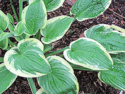 Mildred Seaver Hosta (Hosta 'Mildred Seaver') at Lakeshore Garden Centres