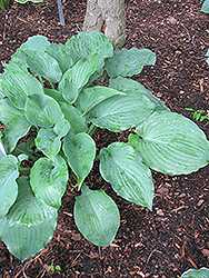 Moonlight Sonata Hosta (Hosta 'Moonlight Sonata') at Lakeshore Garden Centres