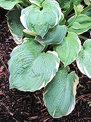 My Friend Nancy Hosta (Hosta 'My Friend Nancy') at Lakeshore Garden Centres