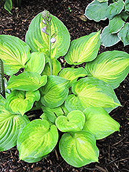 Smooth Sailing Hosta (Hosta 'Smooth Sailing') at Lakeshore Garden Centres