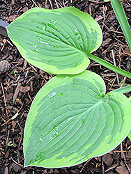 Grand Master Hosta (Hosta 'Grand Master') at Lakeshore Garden Centres