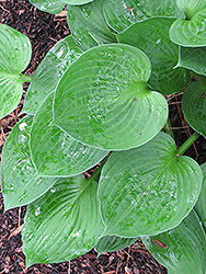 Lakeside Lollipop Hosta (Hosta 'Lakeside Lollipop') at Lakeshore Garden Centres