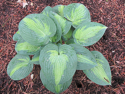 Blue Shadows Hosta (Hosta 'Blue Shadows') at Lakeshore Garden Centres