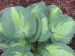 Blue Shadows Hosta (Hosta 'Blue Shadows') at Lakeshore Garden Centres