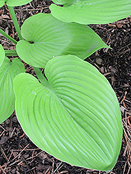Sum and Substance Hosta (Hosta 'Sum and Substance') at The Mustard Seed