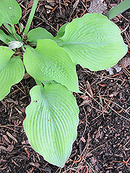 Solar Flare Hosta (Hosta 'Solar Flare') at Lakeshore Garden Centres