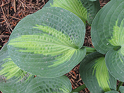 St. Paul Hosta (Hosta 'St. Paul') at Lakeshore Garden Centres