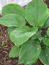 Sum It Up Hosta (Hosta 'Sum It Up') at Lakeshore Garden Centres