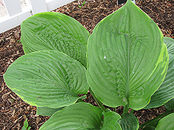 Sum It Up Hosta (Hosta 'Sum It Up') at Lakeshore Garden Centres