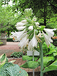 Maple Leaf Hosta (Hosta 'Maple Leaf') at Lakeshore Garden Centres