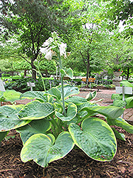 Maple Leaf Hosta (Hosta 'Maple Leaf') at Lakeshore Garden Centres