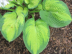 Eskimo Pie Hosta (Hosta 'Eskimo Pie') at Lakeshore Garden Centres