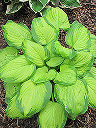 Stained Glass Hosta (Hosta 'Stained Glass') at Golden Acre Home & Garden