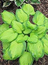 Stained Glass Hosta (Hosta 'Stained Glass') at A Very Successful Garden Center