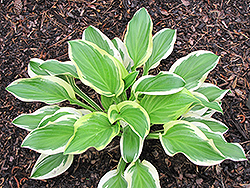 Alex Summers Hosta (Hosta 'Alex Summers') at Lakeshore Garden Centres