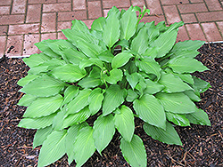 Green Acres Hosta (Hosta 'Green Acres') at Lakeshore Garden Centres