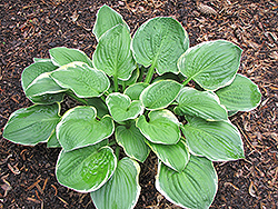 Sunshine Glory Hosta (Hosta 'Sunshine Glory') at Lakeshore Garden Centres
