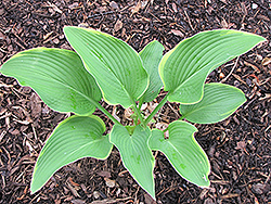 Lady Isobel Barnett Hosta (Hosta 'Lady Isobel Barnett') at Lakeshore Garden Centres