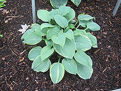 Secret Love Hosta (Hosta 'Secret Love') at Lakeshore Garden Centres