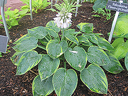 Flavocircinalis Hosta (Hosta 'Tokudama Flavocircinalis') at Lakeshore Garden Centres