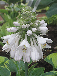 Flavocircinalis Hosta (Hosta 'Tokudama Flavocircinalis') at Lakeshore Garden Centres
