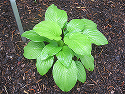 Venus Hosta (Hosta plantaginea 'Venus') at Lakeshore Garden Centres