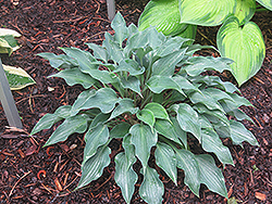 Rhythm And Blues Hosta (Hosta 'Rhythm And Blues') at Lakeshore Garden Centres