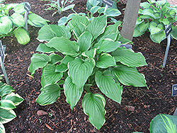 Savannah Supreme Hosta (Hosta 'Savannah Supreme') at Lakeshore Garden Centres