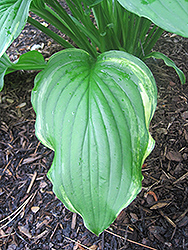 Savannah Supreme Hosta (Hosta 'Savannah Supreme') at Lakeshore Garden Centres