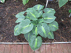 Lakeside Beach Captain Hosta (Hosta 'Lakeside Beach Captain') at Lakeshore Garden Centres