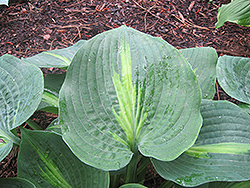 Lakeside Beach Captain Hosta (Hosta 'Lakeside Beach Captain') at Lakeshore Garden Centres