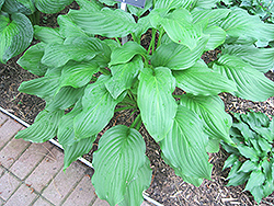 Honeybells Hosta (Hosta 'Honeybells') at Lakeshore Garden Centres