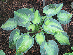Heat Wave Hosta (Hosta 'Heat Wave') at Lakeshore Garden Centres