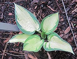 Lonesome Dove Hosta (Hosta 'Lonesome Dove') at Lakeshore Garden Centres