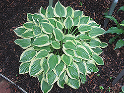 Pilgrim Hosta (Hosta 'Pilgrim') at Lakeshore Garden Centres