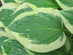 Pilgrim Hosta (Hosta 'Pilgrim') at Lakeshore Garden Centres
