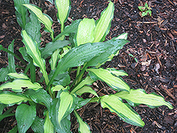 First Mate Hosta (Hosta 'First Mate') at Lakeshore Garden Centres