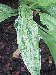 London Fog Hosta (Hosta 'London Fog') at Lakeshore Garden Centres