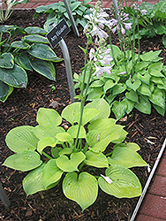 King Tut Hosta (Hosta 'King Tut') at Lakeshore Garden Centres