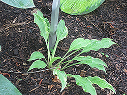 Glory Hallelujah Hosta (Hosta 'Glory Hallelujah') at Lakeshore Garden Centres