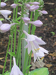 Amy Elizabeth Hosta (Hosta 'Amy Elizabeth') at Lakeshore Garden Centres