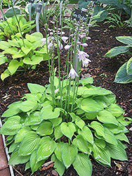 Amy Elizabeth Hosta (Hosta 'Amy Elizabeth') at Lakeshore Garden Centres